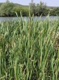 Typha &times; glauca