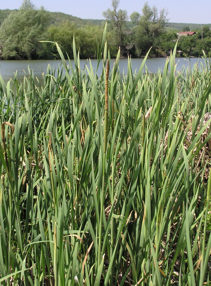 Изображение особи Typha &times; glauca.