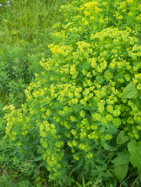 Image of Euphorbia kaleniczenkoi specimen.