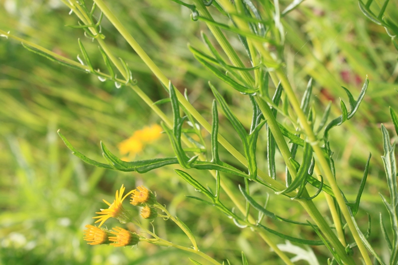 Image of Senecio erucifolius specimen.