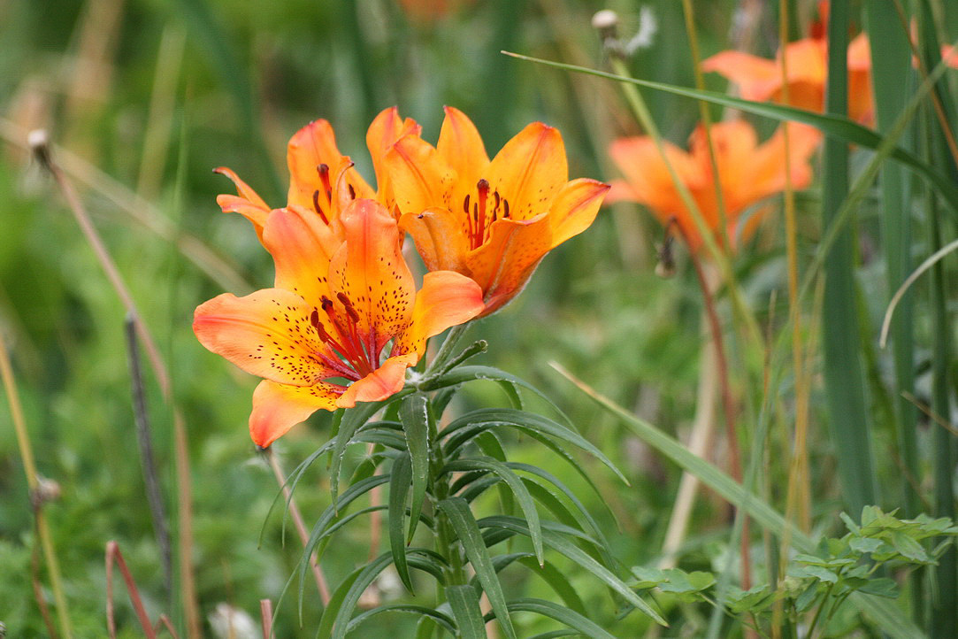 Изображение особи Lilium pensylvanicum.