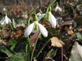 Galanthus plicatus. Цветущие растения. Крым, Бахчисарайский р-н, Большой каньон, урочище Чаин-Су. 15.03.2011.