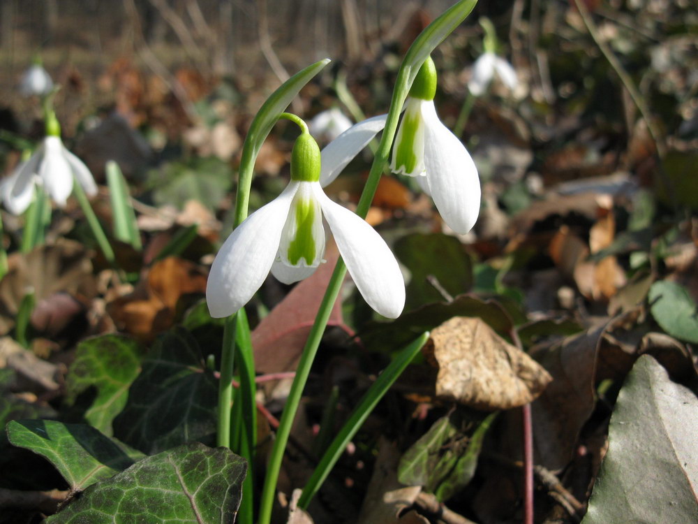 Изображение особи Galanthus plicatus.