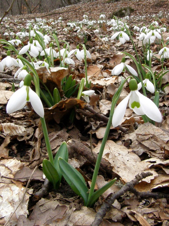 Image of Galanthus plicatus specimen.