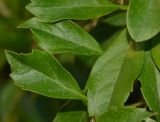 Duranta erecta