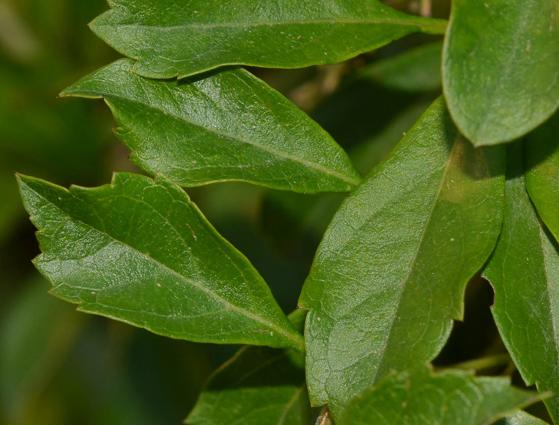 Image of Duranta erecta specimen.