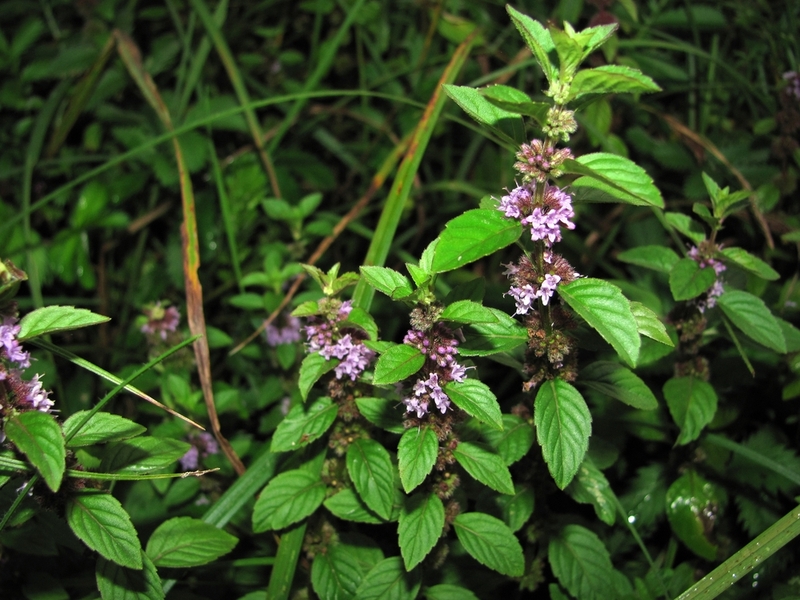 Image of Mentha arvensis specimen.