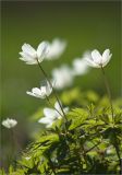 Anemone nemorosa. Цветущие растения. Ленинградская обл., Кингисеппский р-н, окр. оз. Глубокое. 08.05.2012.