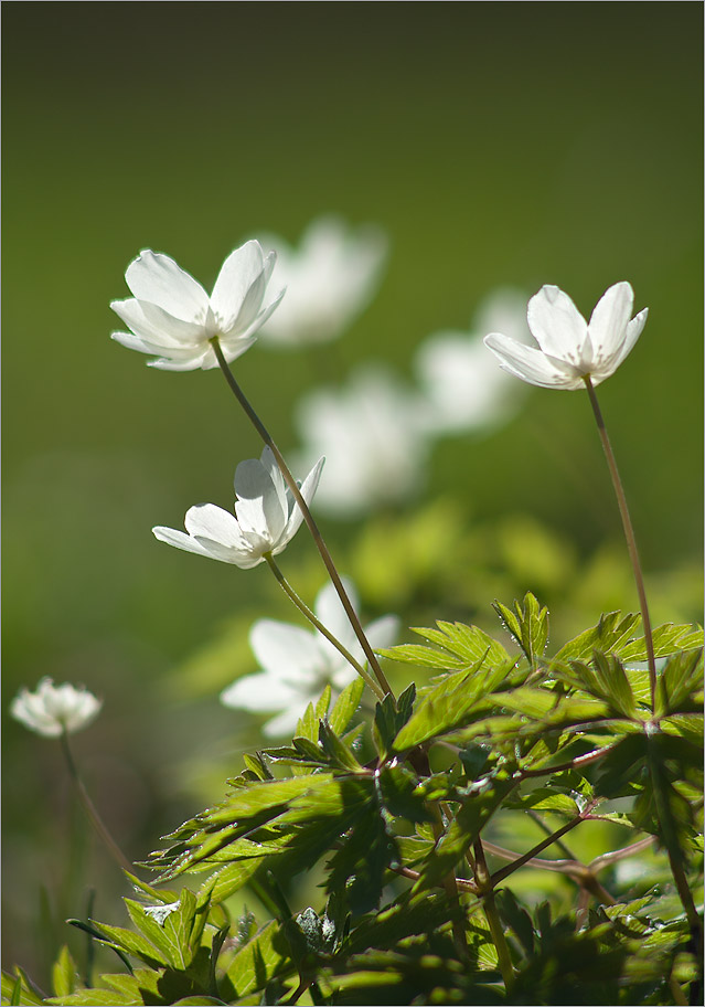 Изображение особи Anemone nemorosa.