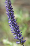 Veronica spicata. Часть соцветия. Ленинградская обл., Лужский р-н, окр. дер. Сяберо. 30.06.2012.