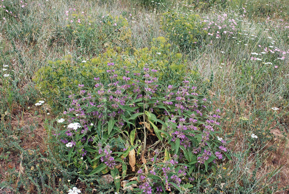 Изображение особи Phlomis regelii.