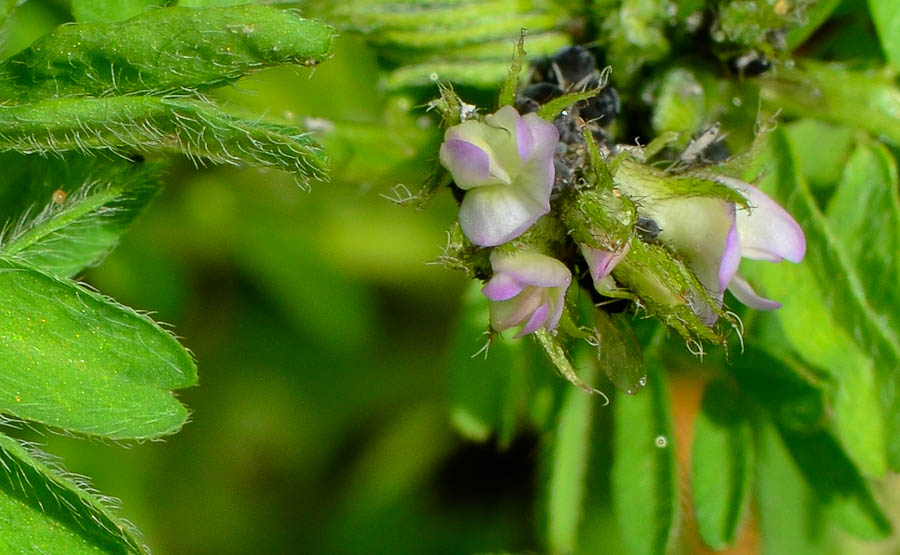 Изображение особи Biserrula pelecinus.