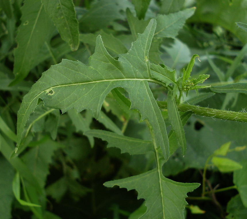 Image of Sisymbrium loeselii specimen.