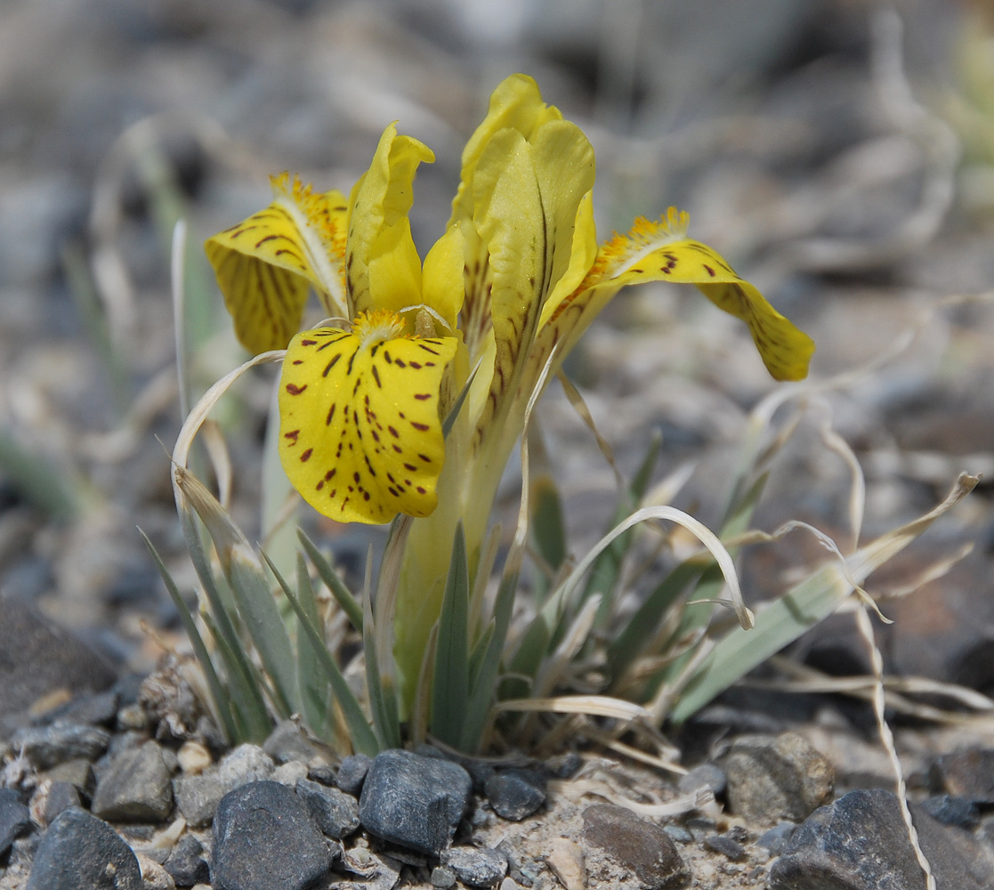 Изображение особи Iris potaninii.