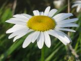 Leucanthemum vulgare