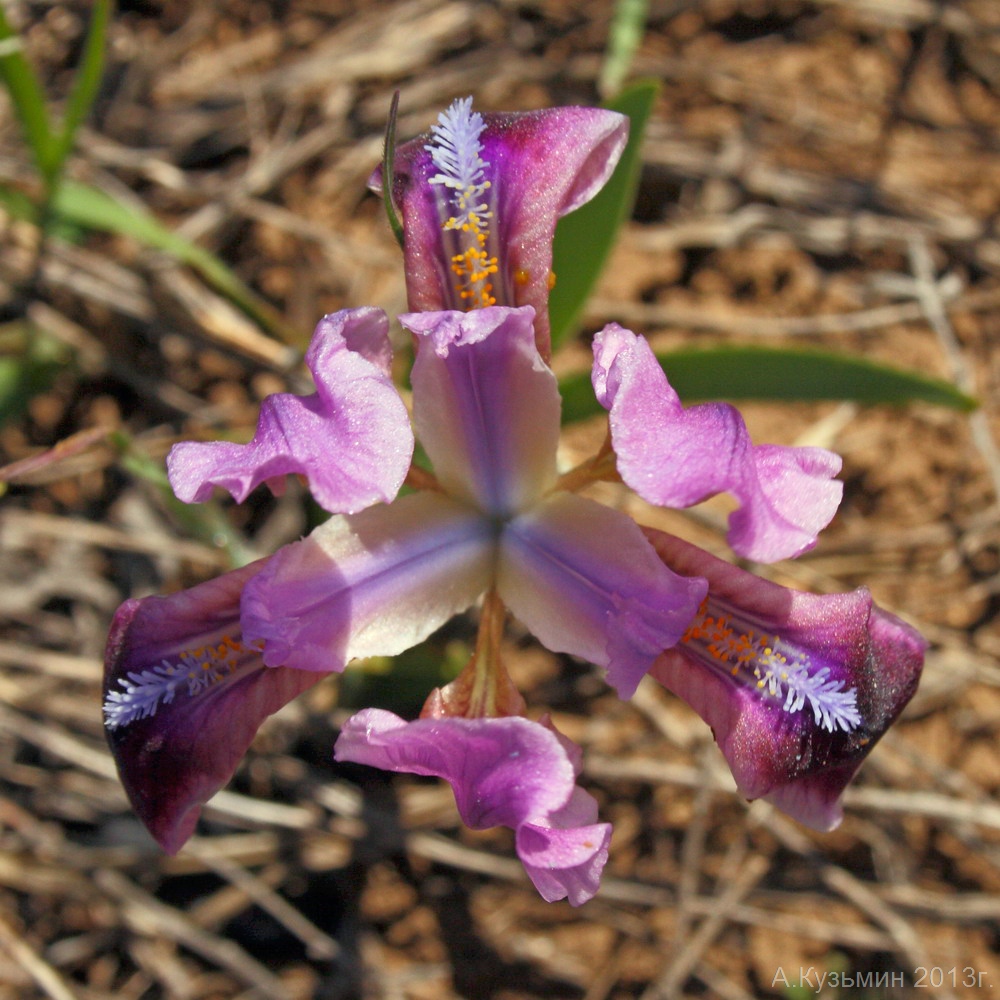 Image of Iris pumila specimen.