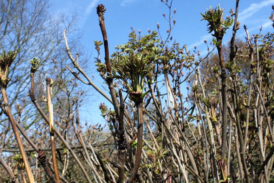 Image of Paeonia suffruticosa specimen.