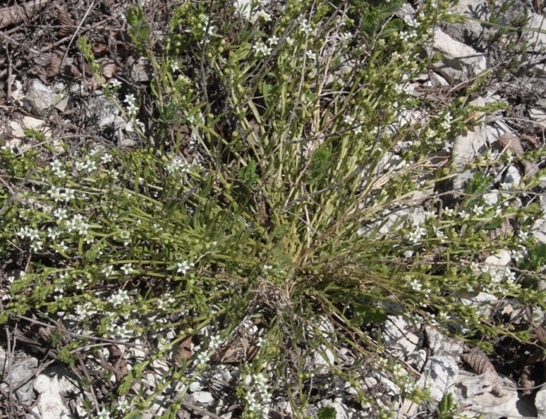 Image of genus Thesium specimen.