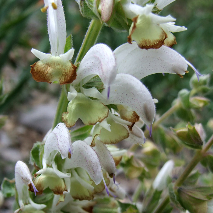 Image of Salvia verbascifolia specimen.