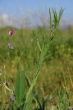 Lathyrus hirsutus. Часть побега с цветками. Крым, Севастополь, залежь в окр. Инкермана. 15 мая 2013 г.