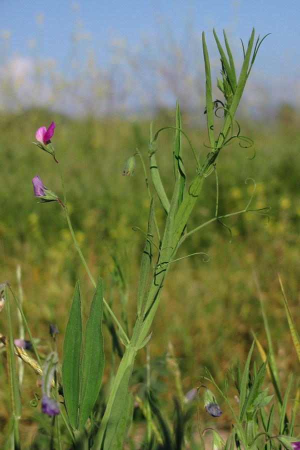 Image of Lathyrus hirsutus specimen.