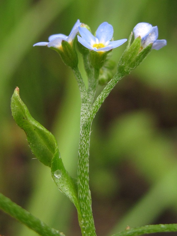 Image of Myosotis cespitosa specimen.