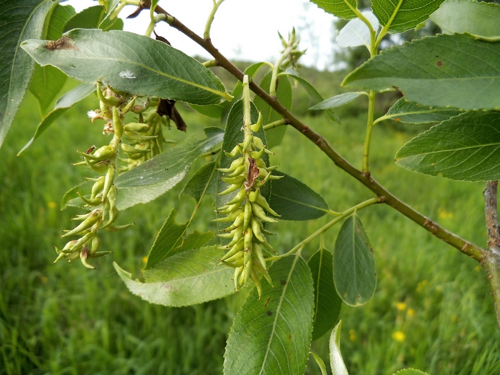 Image of Salix × meyeriana specimen.