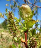 Salix pyrolifolia. Верхушка ветви с женским соцветием. Архангельская обл., Пинежский р-н, окр. Пинежского заповедника, берег р. Пинега. 29.05.2013.
