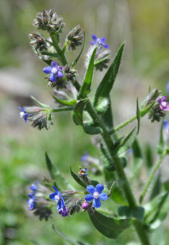 Изображение особи Anchusa azurea.