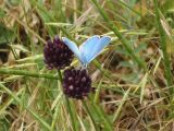 Allium sphaerocephalon. Расцветающее соцветие с кормящейся голубянкой Polyommatus sp. Украина, г. Одесса, мыс Малый Фонтан. 26.05.2013.