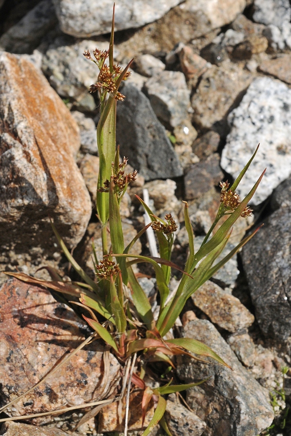 Image of Luzula multiflora specimen.