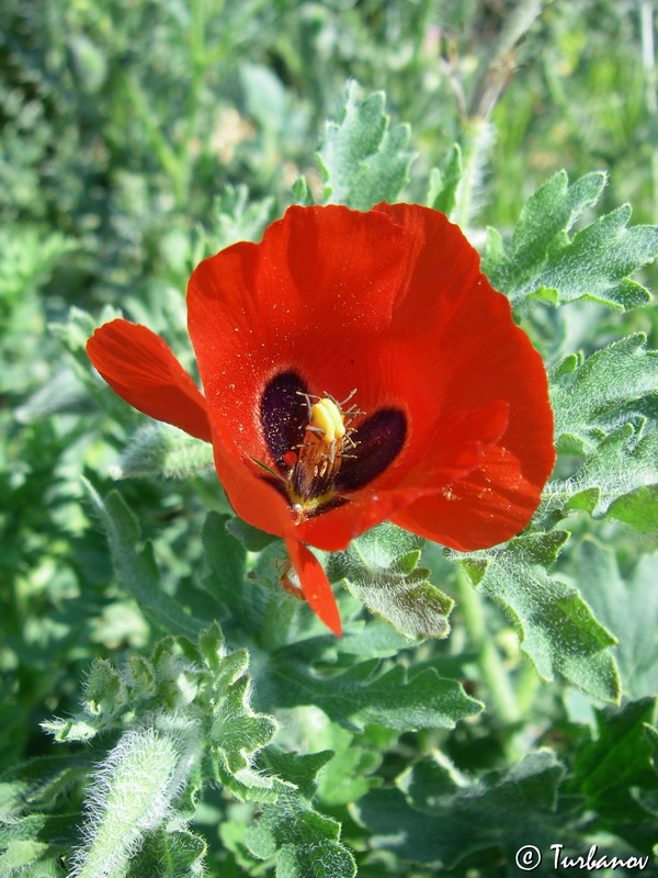 Изображение особи Glaucium corniculatum.