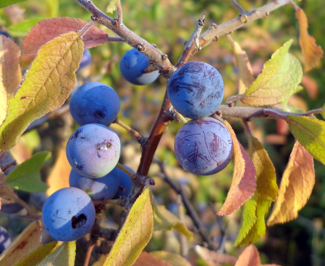 Image of Prunus stepposa specimen.