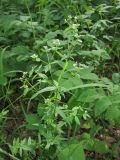 genus Galium. Верхушка цветущего растения. Татарстан, г. Бавлы. 27.05.2012.