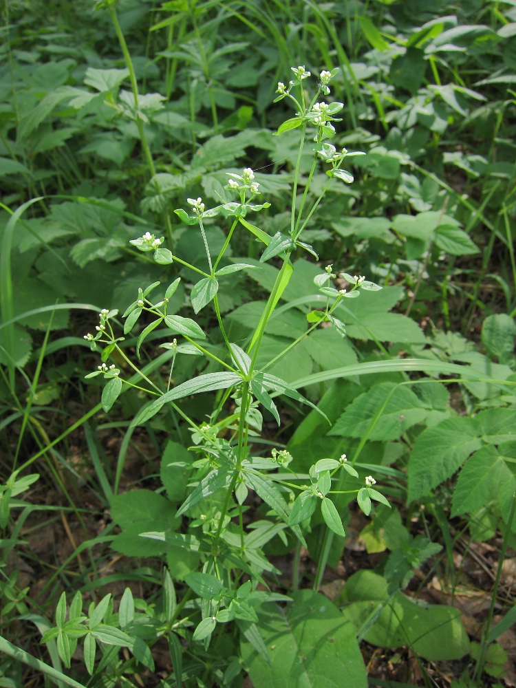 Изображение особи род Galium.