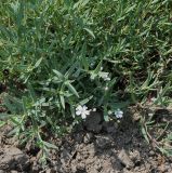 Gypsophila elegans