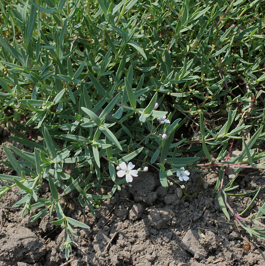 Изображение особи Gypsophila elegans.