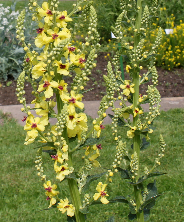 Image of Verbascum pyramidatum specimen.