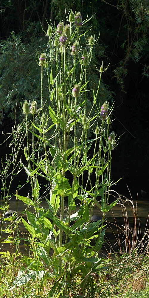 Изображение особи Dipsacus fullonum.