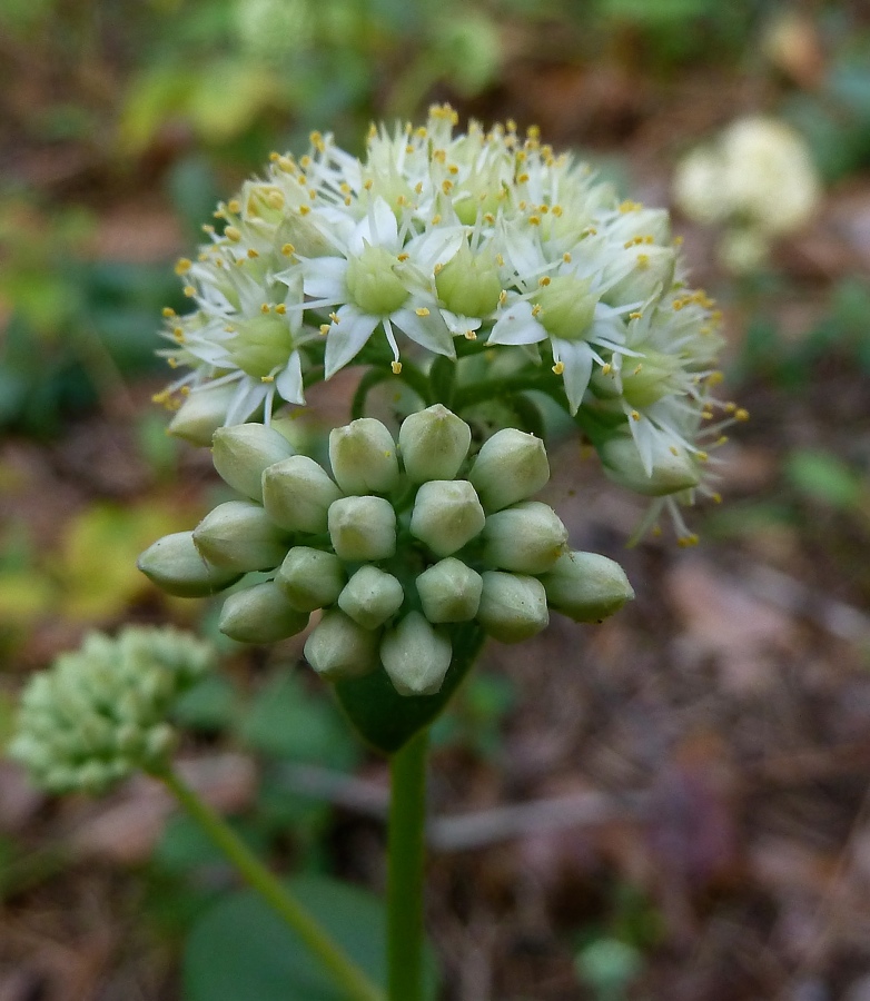 Image of Hylotelephium maximum specimen.