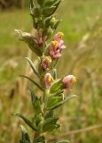 Odontites vulgaris. Верхушка цветущего растения. Украина, г. Запорожье, балка возле пос. Солнечный. 17.08.2013.