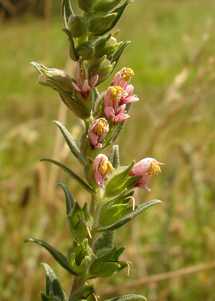 Изображение особи Odontites vulgaris.