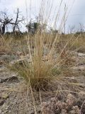 Stipa capillata. Растение на каменистом склоне. Краснодарский край, г. Новороссийск, ур. Широкая Балка, прибрежная гора, можжевеловое редколесье. 25.08.2013.