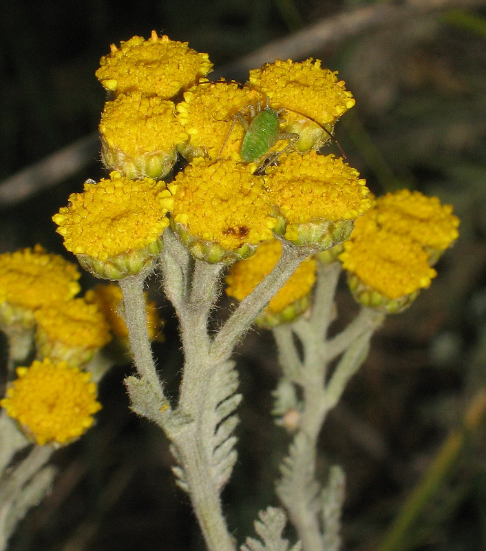 Image of Tanacetum achilleifolium specimen.