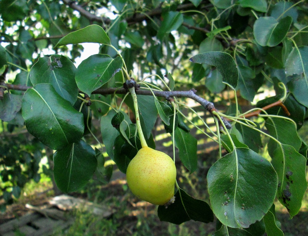 Image of Pyrus communis specimen.