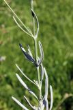 Lavandula angustifolia