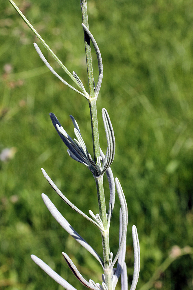 Image of Lavandula angustifolia specimen.