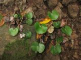 Adiantum reniforme. Спороносящее растение на скале во влажном горном лесу. Испания, Канарские острова, Тенерифе, горный массив Анага, окр. деревни Таганана. 8 марта 2008 г.