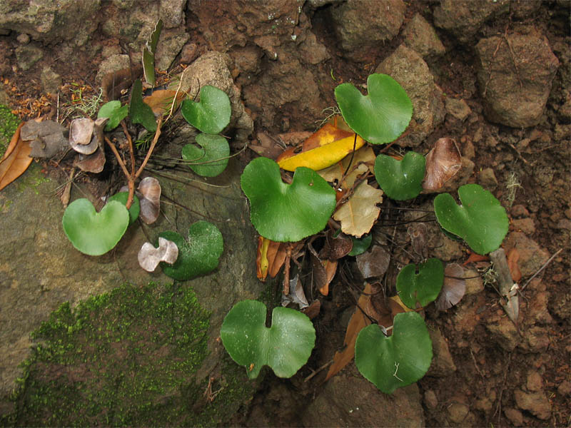 Изображение особи Adiantum reniforme.