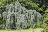 Cedrus atlantica. Взрослое дерево (культивар 'Glauca pendula'). Крым, Ялтинский горсовет, пос. Никита, Никитский ботанический сад, в культуре. 5 августа 2013 г.